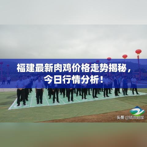 福建最新肉鸡价格走势揭秘，今日行情分析！