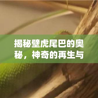 揭秘壁虎尾巴的奥秘，神奇的再生与功能探索