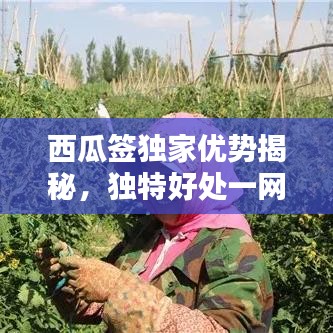 西瓜签独家优势揭秘，独特好处一网打??！